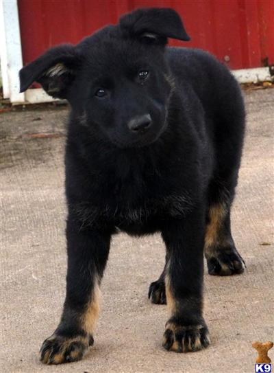 BI_COLOR FEMALE STUNNING MARKINGS>>Confident, Intelligent, Active Companions, Well Socialized AKC  German Shepherd Puppies